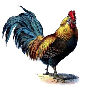 rooster+vintage+image+graphicsfairy007